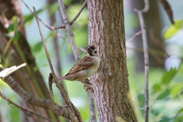 Sparrow is hunting on the tree