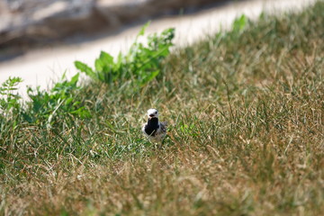 Wagtail walks on the lawn on a hot day