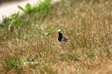 Wagtail walks on the lawn on a hot day