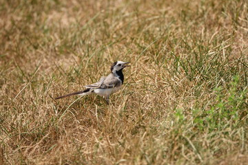 Wagtail walks on the lawn on a hot day