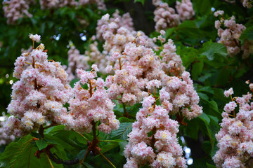 Chestnut flowers in a botanical garden. Pink blossom of a tree in spring. Lush inflorescences of pink-white chestnut flowers in M.M. Gryshko National Botanic Garden, Kyiv