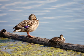 Duck basks in the sun on a summer day