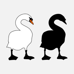 White Mute Swan outline and silhouette in black, side by side. Drawing after real swan walking on shore.
