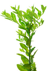 Fresh lemon leaves on branch isolated on white background