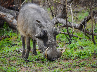 Warthog looking for food in Kruger Nationalpark