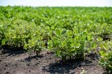 Field of beans
