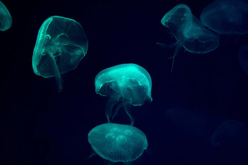 Beautiful jellyfish moving through the water neon lights in aquarium.