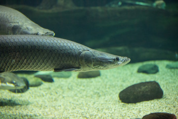 Fish under water. Arapaima fish - Pirarucu Arapaima gigas one largest freshwater fish 