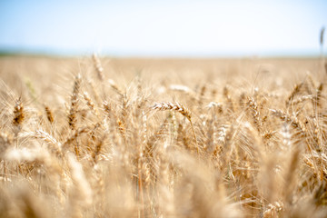 Field of a golden wheat