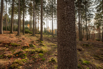Obraz premium Baum mit Farnen im Gegenlicht