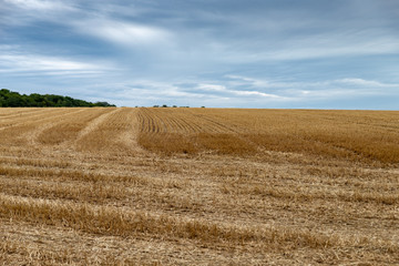 Vue d'un champ de blé fraichement coupé