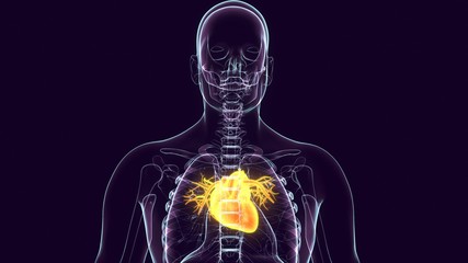 3D Illustration of Human Circulatory System Heart Anatomy