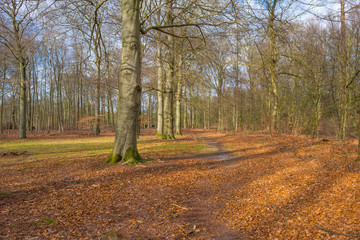 Path in a forest with pines and deciduous trees in sunlight in winter