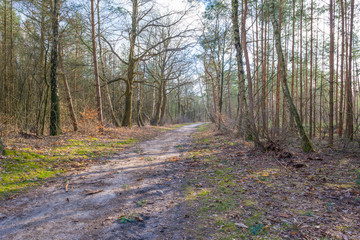 Fototapeta premium Path in a forest with pines and deciduous trees in sunlight in winter