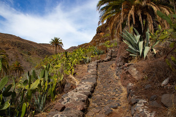 Wanderweg zum El Drago auf La Gomera