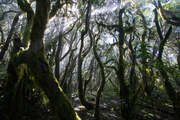 Garajonay Nationalpark auf La Gomera