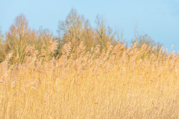 Bare deciduous trees along reed below a blue sky in a natural park in winter