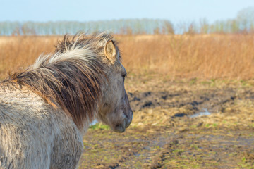 Horse in a field with reed in a natural park in sunlight in winter in a natural park 