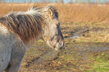 Obraz premium Horse in a field with reed in a natural park in sunlight in winter in a natural park 
