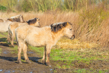 Horse in a field with reed in a natural park in sunlight in winter in a natural park 