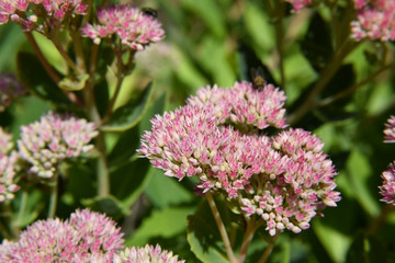 Pink Colored Shubbery Flower Blooming in a Garden