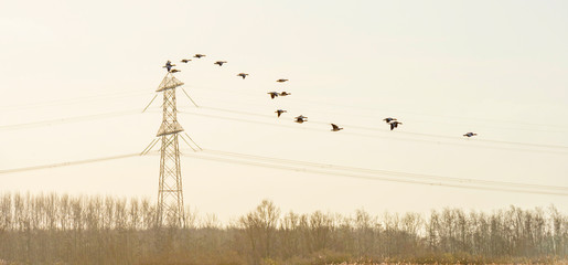 Flock of geese flying in formation in winter in a natural park