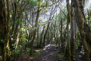 Obraz premium Garajonay Nationalpark auf La Gomera