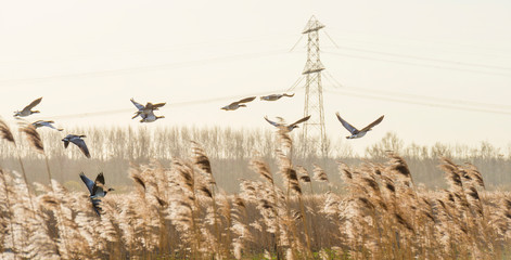 Flock of geese flying in formation in winter in a natural park