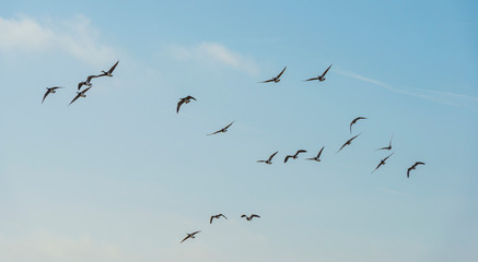 Flock of geese flying in formation in winter in a natural park