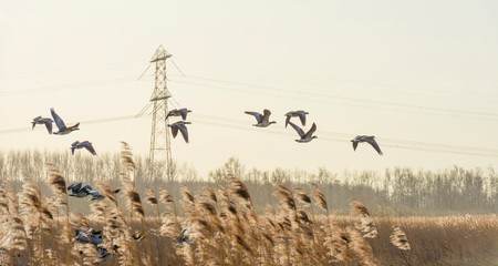 Flock of geese flying in formation in winter in a natural park © Naj