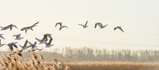 Flock of geese flying in formation in winter in a natural park © Naj