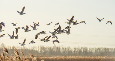 Flock of geese flying in formation in winter in a natural park