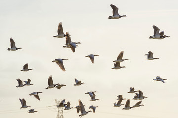 Flock of geese flying in formation in winter in a natural park