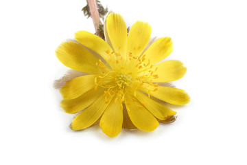 Adonis amurensis. Far eastern yellow snowdrop