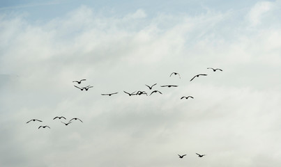 Flock of geese flying in formation in winter in a natural park