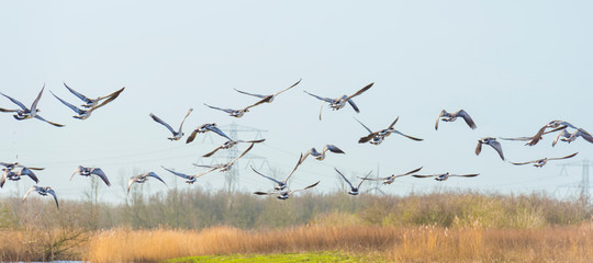 Flock of geese flying in formation in winter in a natural park