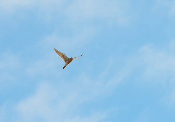 Buzzard hunting in a natural park in winter
