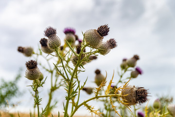 Fleurs de chardon en pleine été