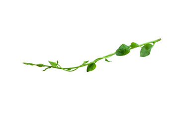 Twisted jungle vines liana plant with heart shaped green leaves isolated on white background, clipping path included. Floral Desaign. HD Image and Large Resolution. can be used as wallpaper