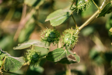 Passiflora foetida