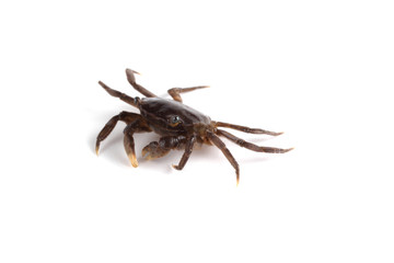Little crab isolated on white background