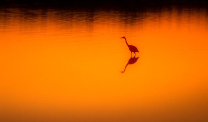 silhouette of a bird in sunset