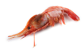 Big shrimp isolated on white