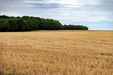 Fototapeta premium Vue d'un champ de blé fraichement coupé avec les rainures apparentes laissés par le tracteur