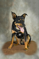 Cute and funny dog photo portrait