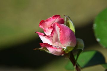 Pink and White Rose Bud with Water Drops on the Petals - Beautiful Garden - Macro Shot