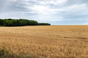 Vue d'un champ de bl&eacute; au bord de la for&ecirc;t fraichement coup&eacute; avec les raynures apparentes
