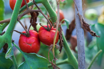 Rotten tomatoes, poor quality tomatoes, Diseased tomatoes	