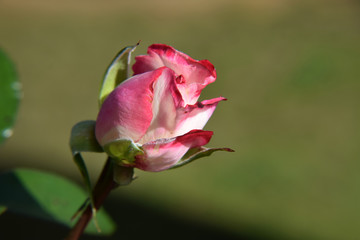 Pink and White Rose Bud with Water Drops on the Petals - Beautiful Garden - Macro Shot