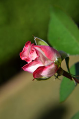 Pink and White Rose Bud with Water Drops on the Petals - Beautiful Garden - Macro Shot